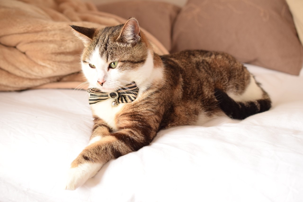 【独身猫好き男子必見】一人暮らしであまり家にいない男性が猫を飼うのはどれくらい大変なのか？【猫を飼おう】